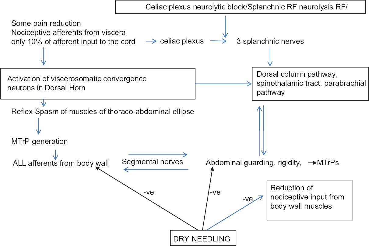 Diagrammatic representation of the way body wall muscles become the expressor organs of visceral pain