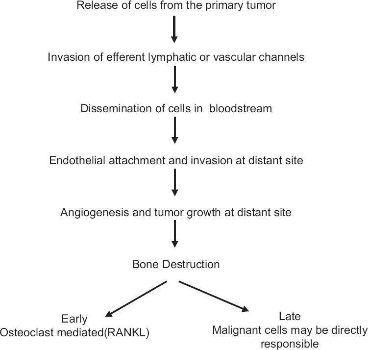 Mechanism of metastasis and bone destruction